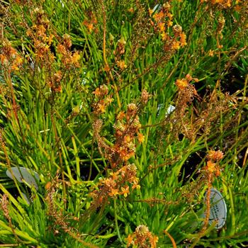 Bulbine frutescens 'Tiny Tangerine' 