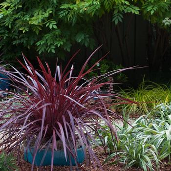 Cordyline 'Design-A-Line™' (185809)