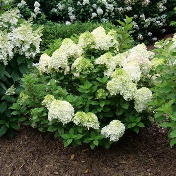 Hydrangea paniculata 'Little Lime Punch™' (185891)