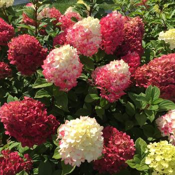 Hydrangea paniculata 'Little Lime Punch™' (185893)