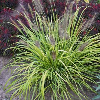 Pennisetum alopecuroides Prairie Winds® 'Lemon Squeeze' (186170)