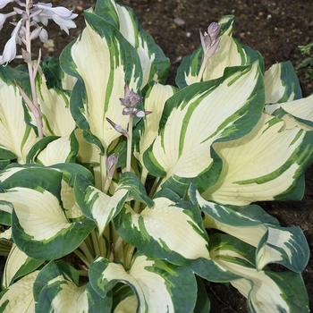 Hosta 'Hans' (186290)