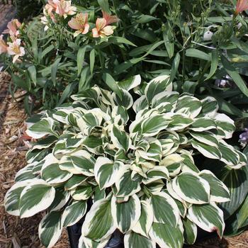 Hosta 'Diamonds are Forever' (186294)