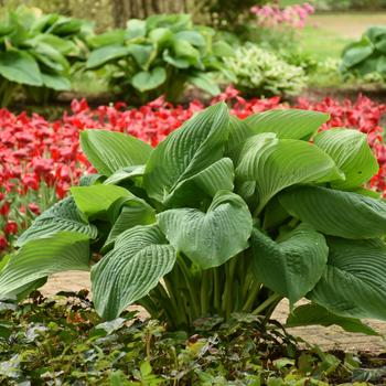 Hosta Shadowland® 'Empress Wu' (186295)