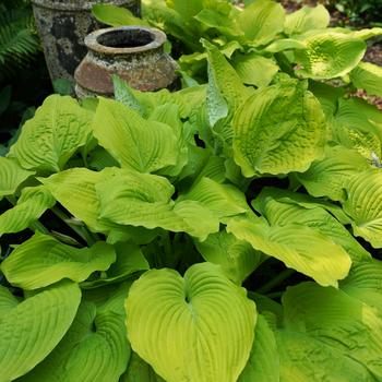 Hosta Shadowland® 'Coast to Coast' (186300)