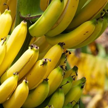 Musa acuminata 'Gran Nain' 