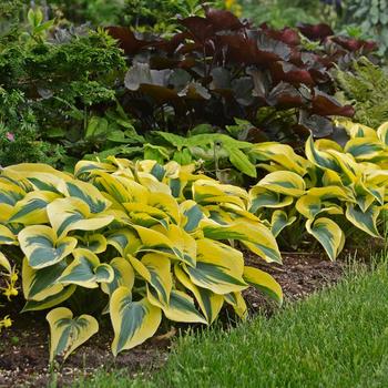 Hosta Shadowland® 'Autumn Frost' (186320)