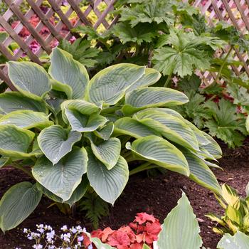 Hosta Shadowland® 'Wu-La-La' (186322)