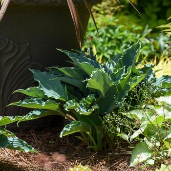 Hosta Shadowland® 'Waterslide' (186324)