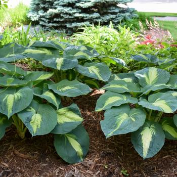 Hosta Shadowland® 'Hudson Bay' (186326)