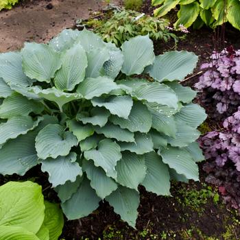 Hosta Shadowland® 'Diamond Lake' (186329)