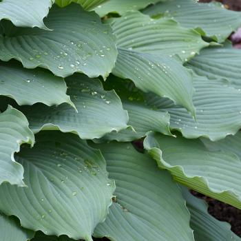 Hosta Shadowland® 'Diamond Lake' (186330)