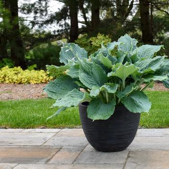 Hosta Shadowland® 'Diamond Lake' (186331)