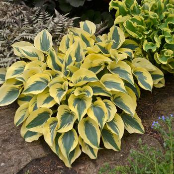 Hosta Shadowland® 'Autumn Frost' (186389)