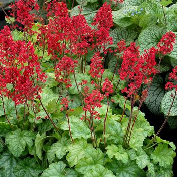 Heuchera City™ 'Tokyo' (187036)