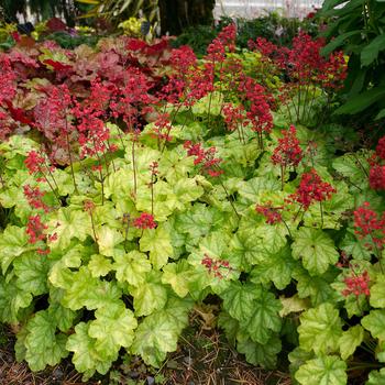 Heuchera City™ 'Tokyo' (187037)