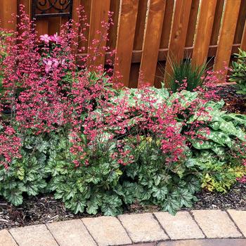 Heuchera 'Peppermint Spice' (187041)