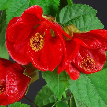 Abutilon Lucky Lantern™ '' (187116)