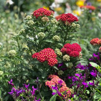 Achillea millefolium Penhow® 'Heartthrob' (187121)