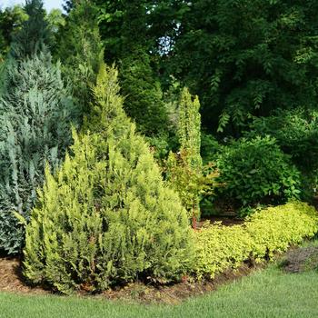 Chamaecyparis lawsoniana Pinpoint® '' (187195)