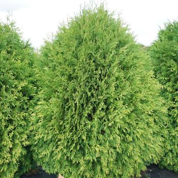 Thuja occidentalis Cheer Drops® '' (187204)