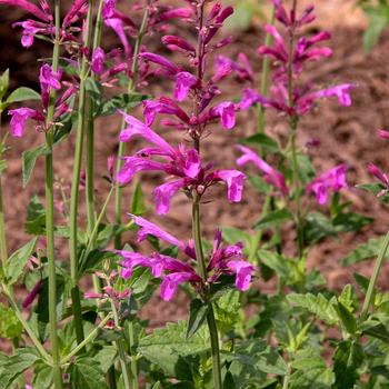 Agastache 'Heatwave' (187319)