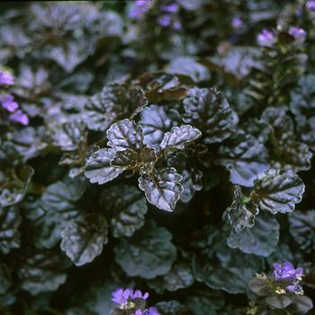 Ajuga reptans Walberton's® 'Black Scallop' (187323)