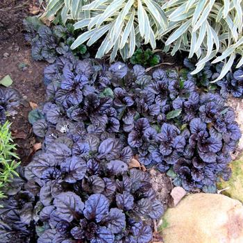 Ajuga reptans Walberton's® 'Black Scallop' (187324)