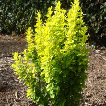 Berberis thunbergii 'Golden Rocket' (187334)