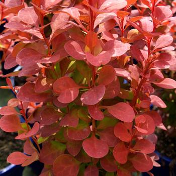 Berberis thunbergii 'Orange Rocket' (187336)