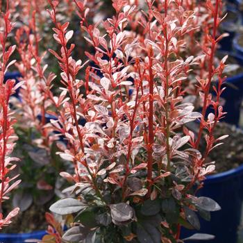 Berberis thunbergii 'Rosy Rocket' (187337)