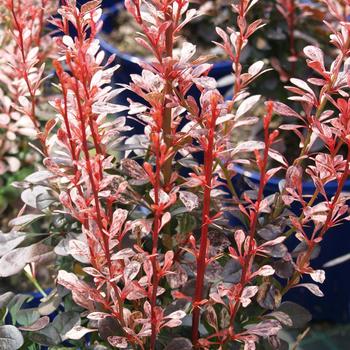 Berberis thunbergii 'Rosy Rocket' (187338)