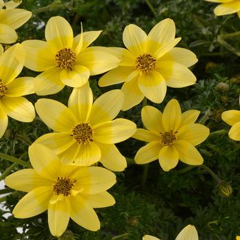 Bidens Cupcake™ 'Banana Cream' (187341)