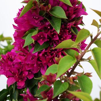 Bougainvillea Tiki™ 'Dragon Fruit Punch' (187348)