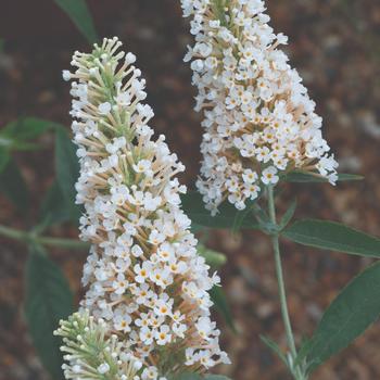 Buddleia davidii Buzz® '' (187381)