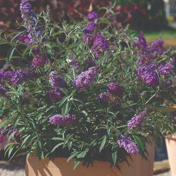 Buddleia davidii Buzz® '' (187386)