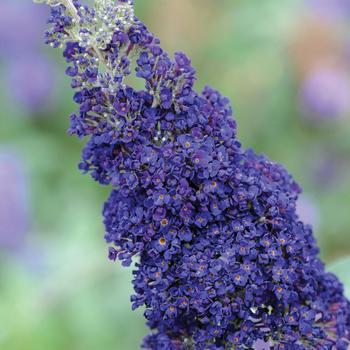 Buddleia davidii Buzz® 'Midnight' (187388)