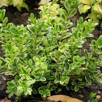 Buxus microphylla 'Golden Dream' (187395)