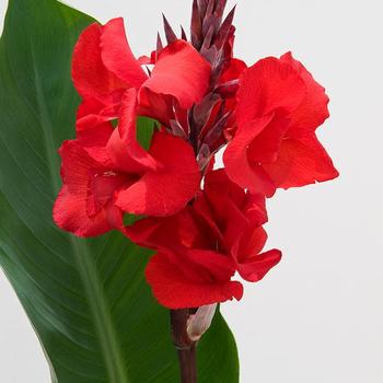 Canna 'Fire Dragon' (187407)