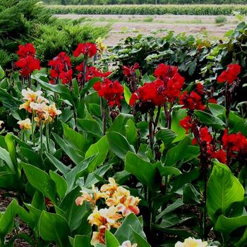 Canna 'Fire Dragon' (187408)