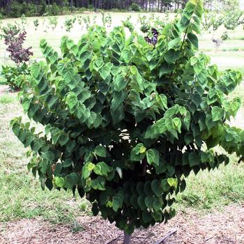 Cercis canadensis 'Ace of Hearts' (187411)