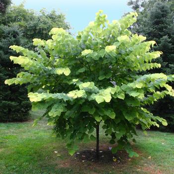 Cercis canadensis 'Hearts of Gold' (187413)