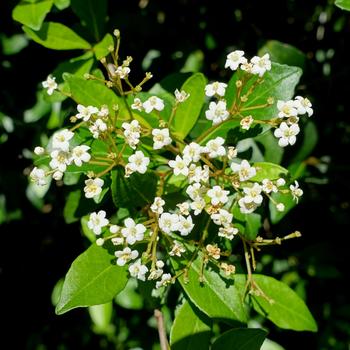 Viburnum obovatum 'Everleaf' 