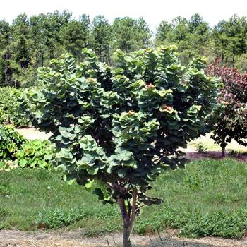 Cercis canadensis 'Little Woody' (187484)