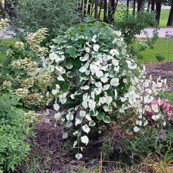 Cercis canadensis 'Whitewater' (187492)