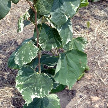 Cercis canadensis 'Whitewater' (187494)