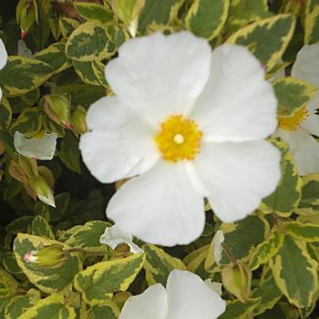 Cistus corbariensis 'Little Miss Sunshine' (187496)