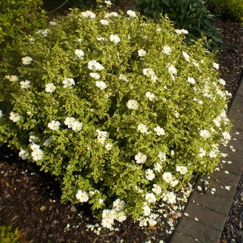 Cistus corbariensis 'Little Miss Sunshine' (187499)