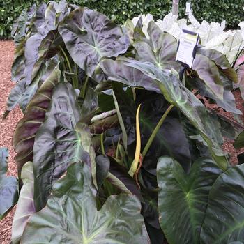 Colocasia esculenta Royal Hawaiian® 'Aloha' (187501)