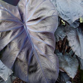 Colocasia esculenta Royal Hawaiian® 'Black Coral' (187505)